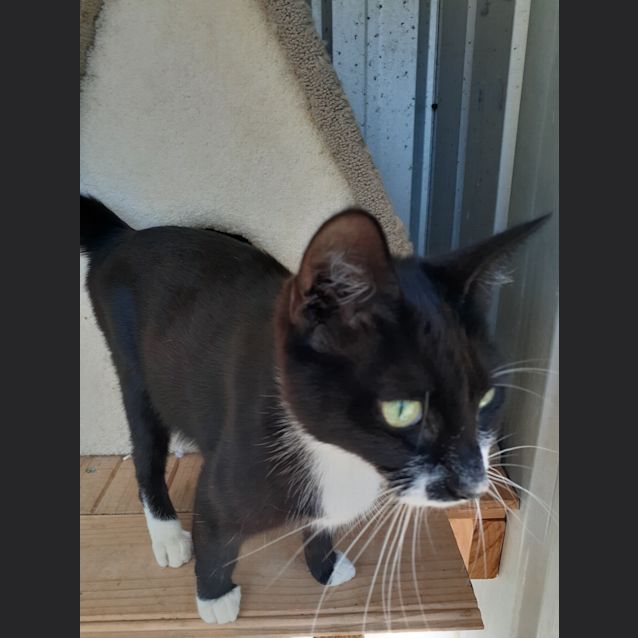 Photo of Stella