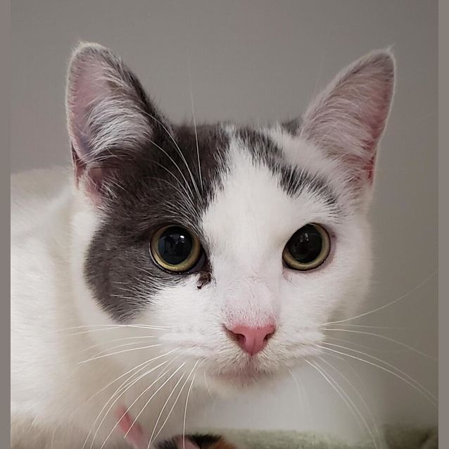 Photo of Sapphire (Adoption Pending)