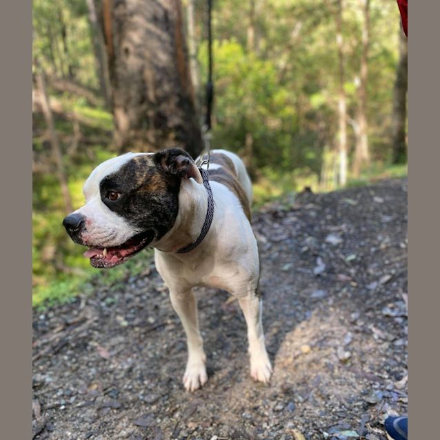 Photo of Tyson