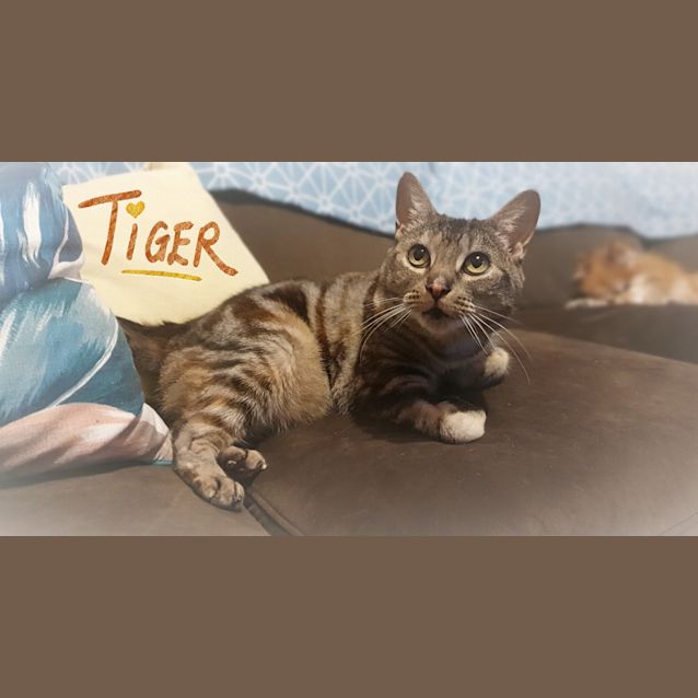 Photo of Miss Tiger