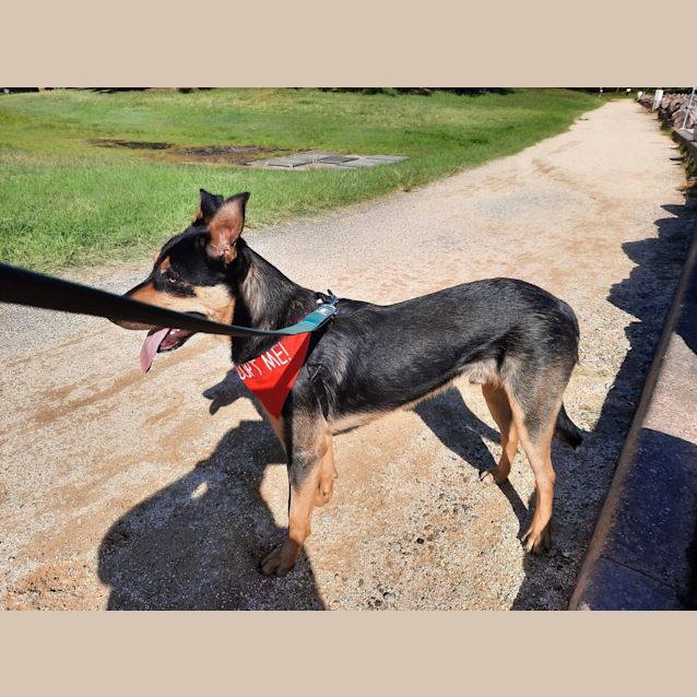 Photo of Teddy ~ 9mo Kelpie X(on Trial 2/7/21)