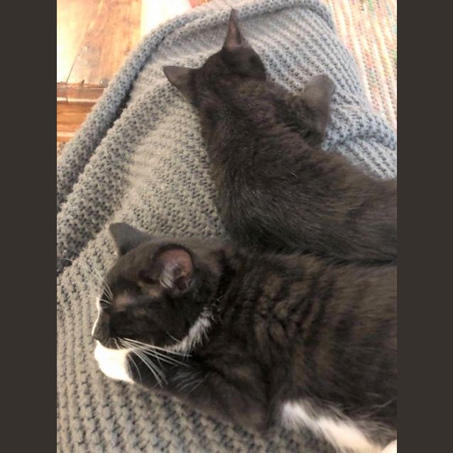 Photo of Leonard Di Catprio