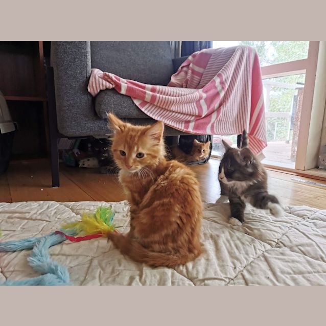 Photo of Cookie And Tom ❤❤