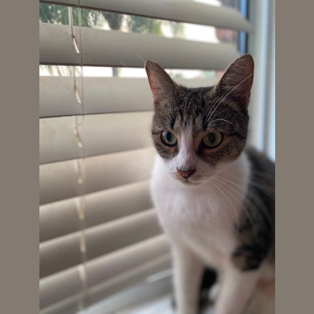 Photo of Willow