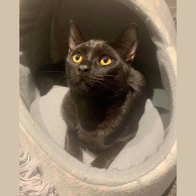 Photo of Cookie 