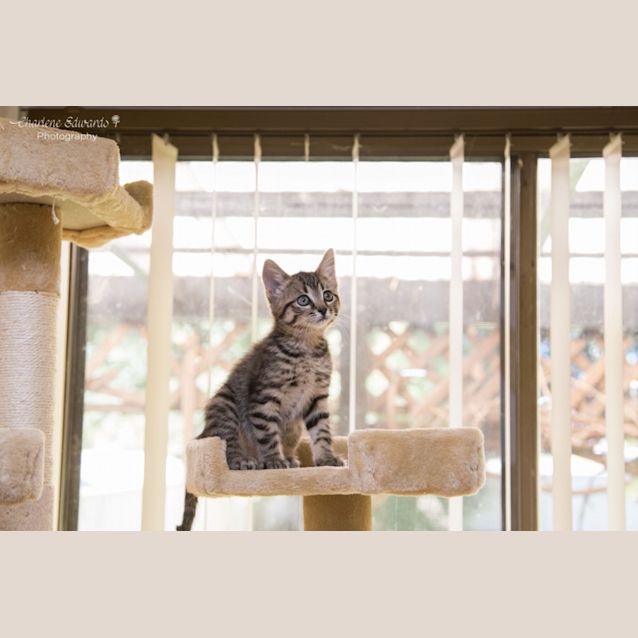 Photo of Bear ~ 8 Week Old Kitten (On Trial 14/5/21)