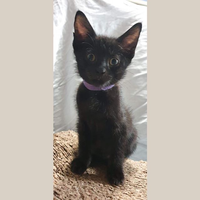 Photo of Lola 