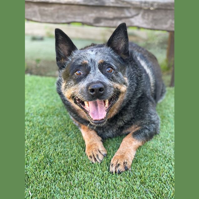 Photo of Tilly