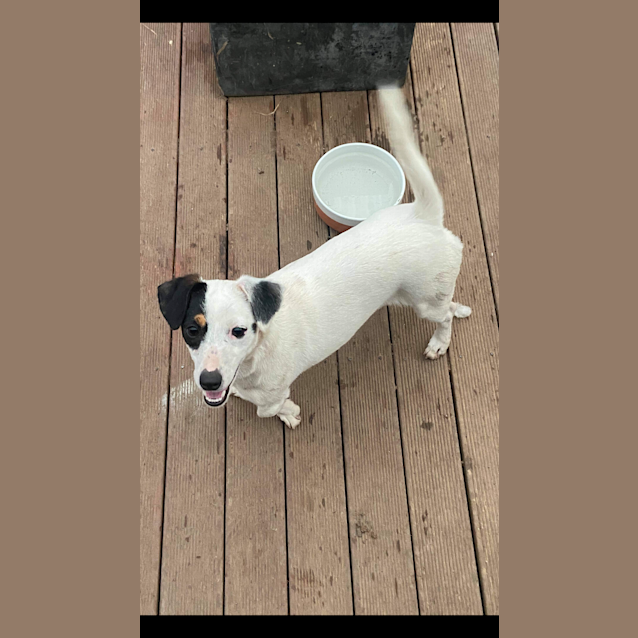 Photo of Blue & Bear Bonded Pair