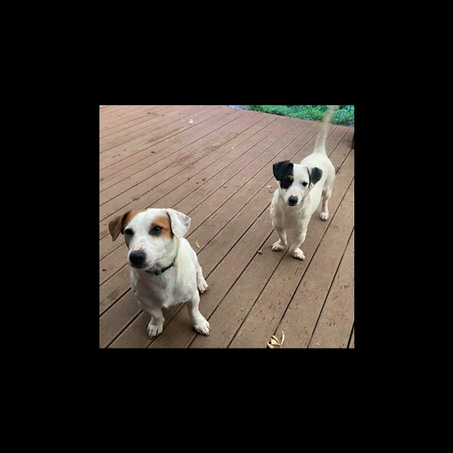 Photo of Bear & Blue Bonded Pair