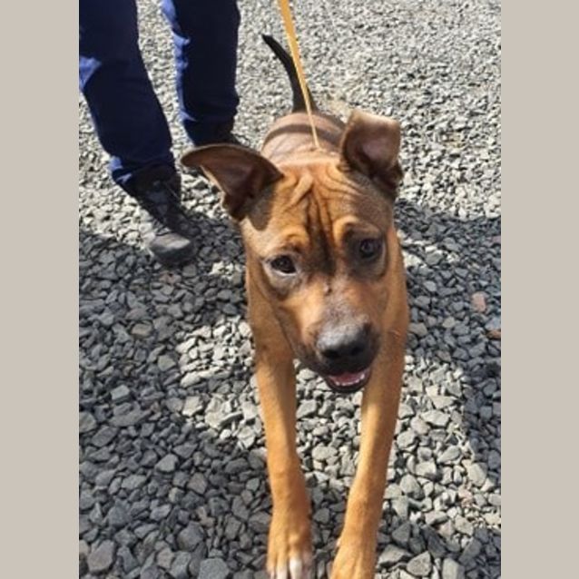 Photo of Baxter