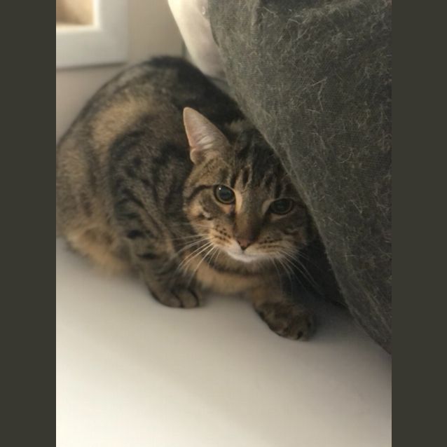 Photo of Lenny (Petstock)