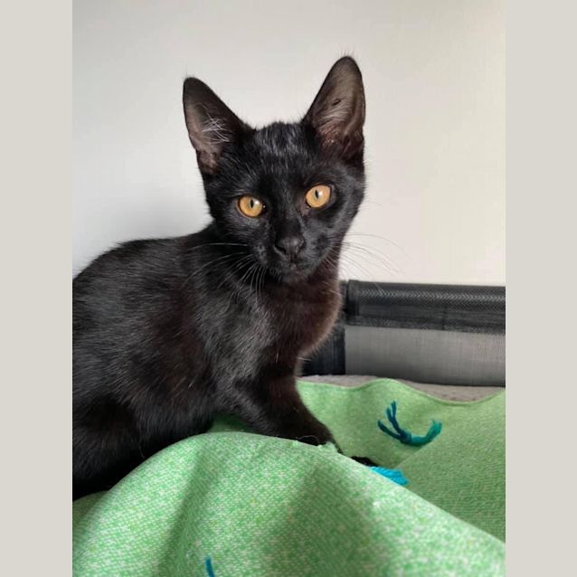 Photo of Cola