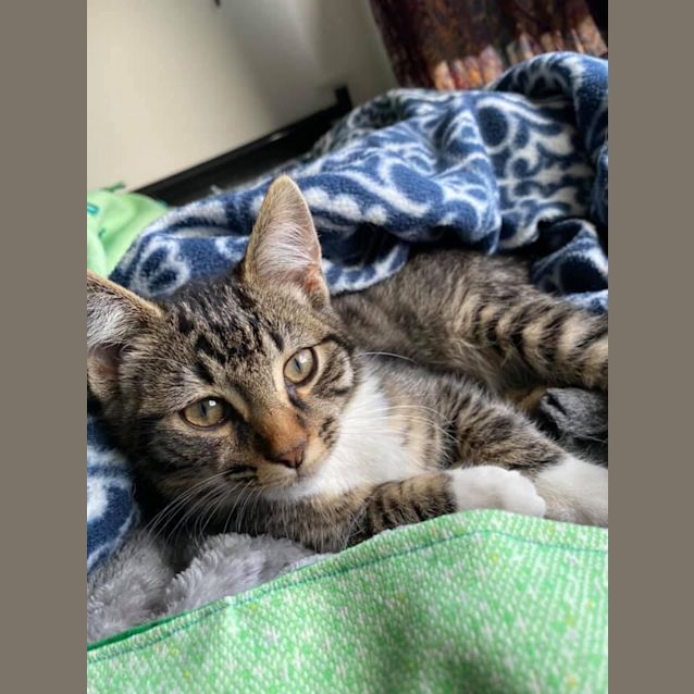 Photo of Koda