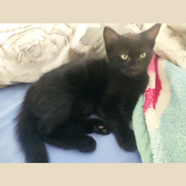 Photo of Cola Snuggles