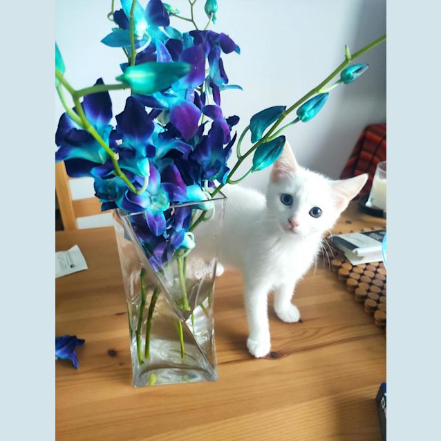 Photo of Lilou Snuggles