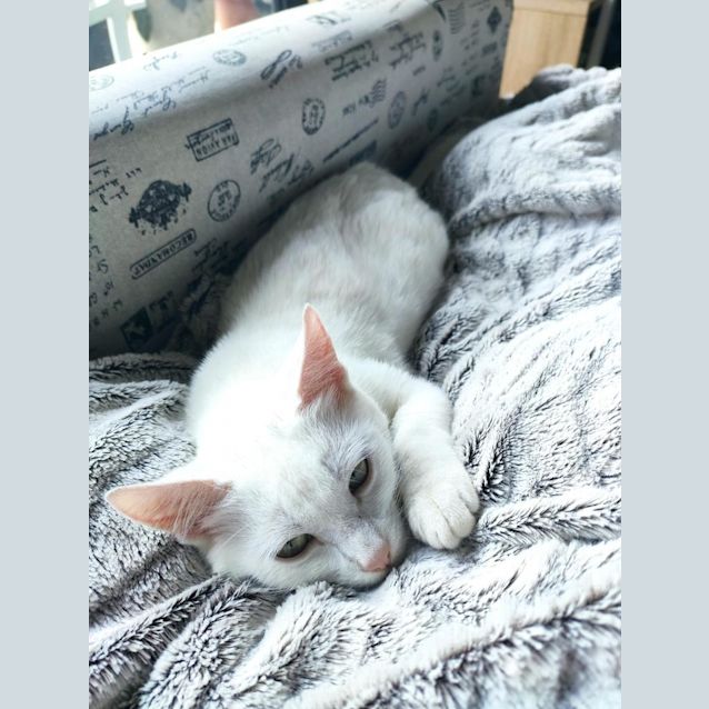 Photo of Madame Snuggles