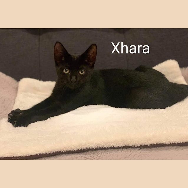 Photo of Xhara