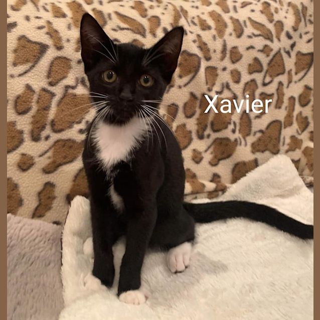 Photo of Xavier