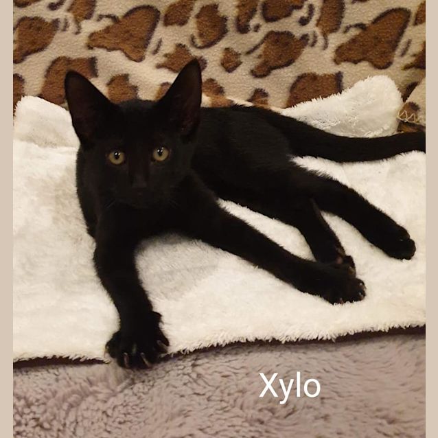 Photo of Xylo