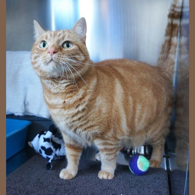 Photo of Moshy