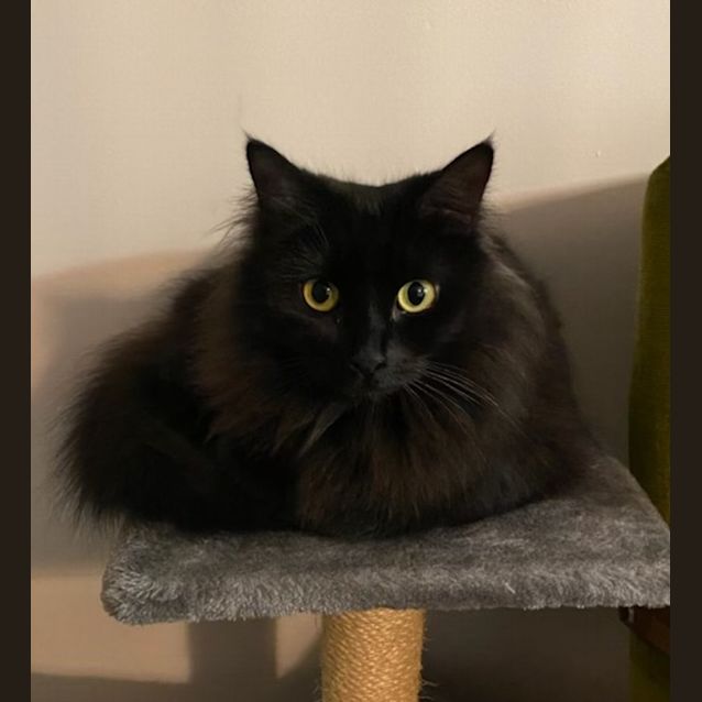 Photo of Willow