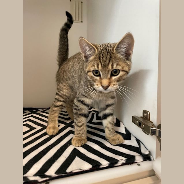 Photo of Tonka