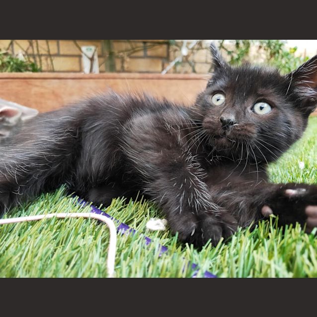 Photo of 💥🔥 Smokey 🔥💥
