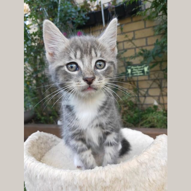 Photo of 💙💙 Smudge 💙💙