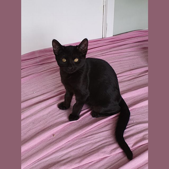 Photo of Bagheera ( Was Donnie Darko