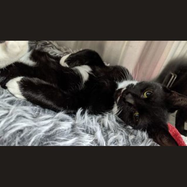 Photo of Nova