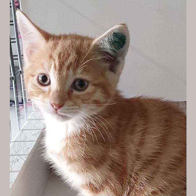 Photo of Amber