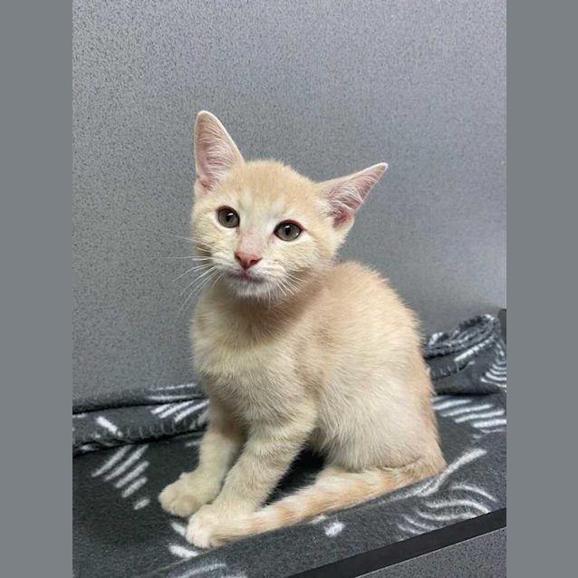 Photo of Butterscotch
