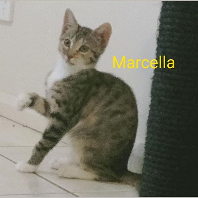 Photo of Marcella 