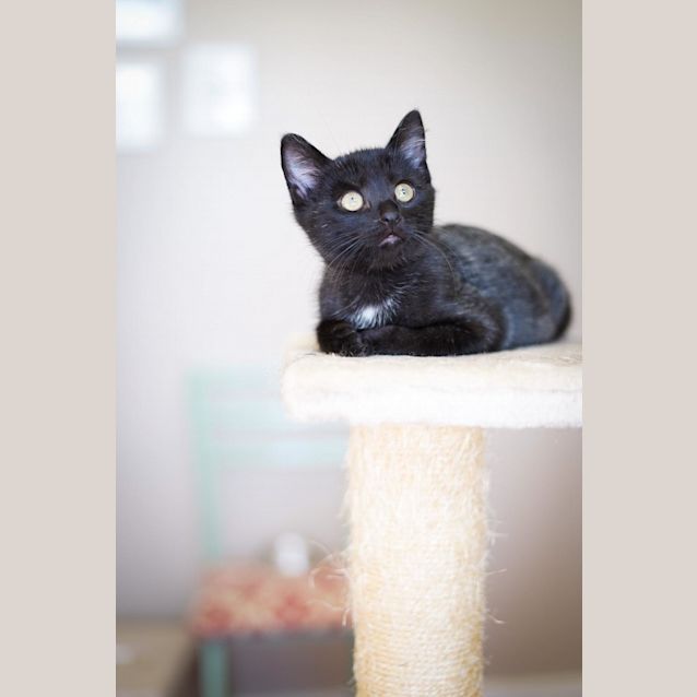 Photo of Jemima   13 Week Old Kitten