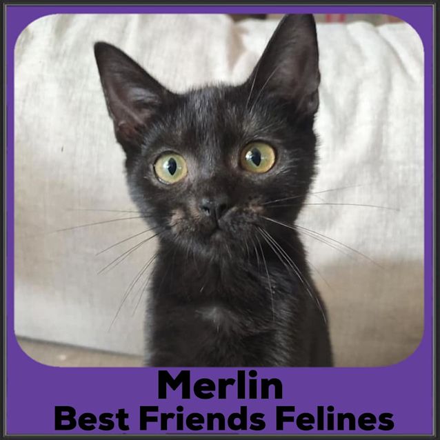 Photo of Merlin 