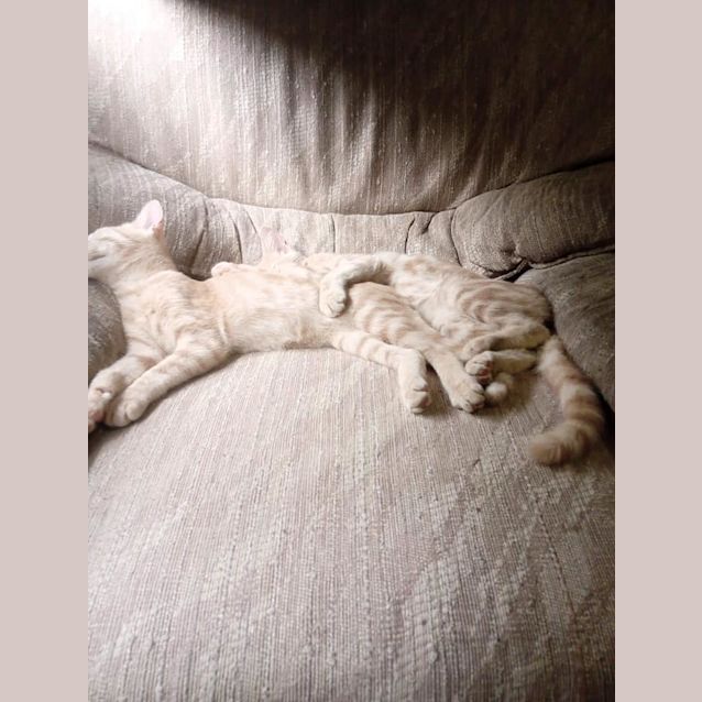 Photo of Cheeto And Dorrito