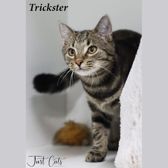 Photo of Trickster