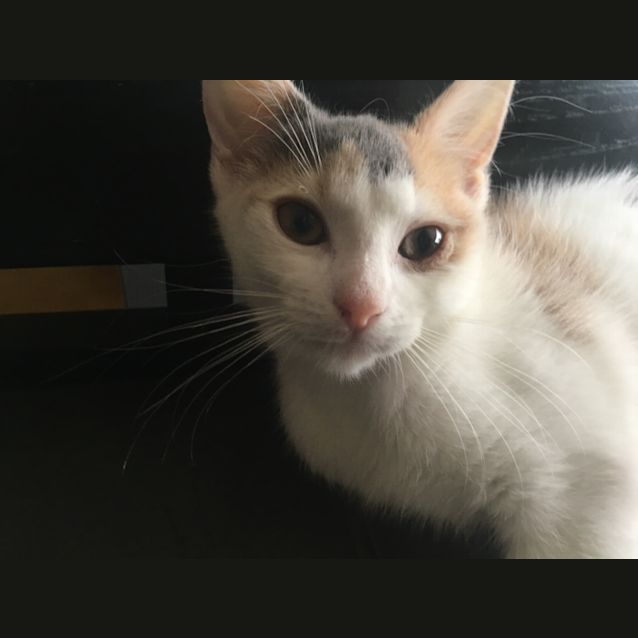 Photo of Lilly