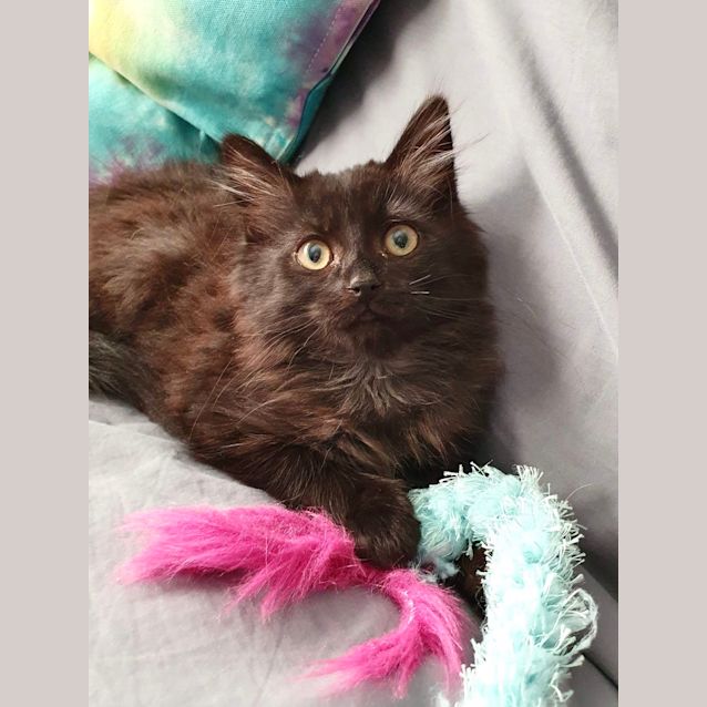 Photo of Midnight 😼