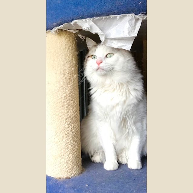 Photo of Sweety 