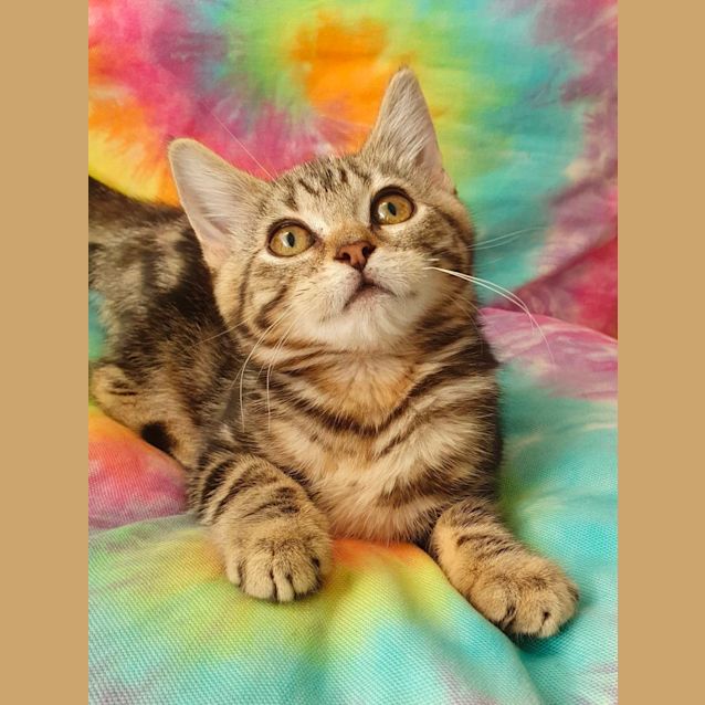 Photo of Stella 🤗