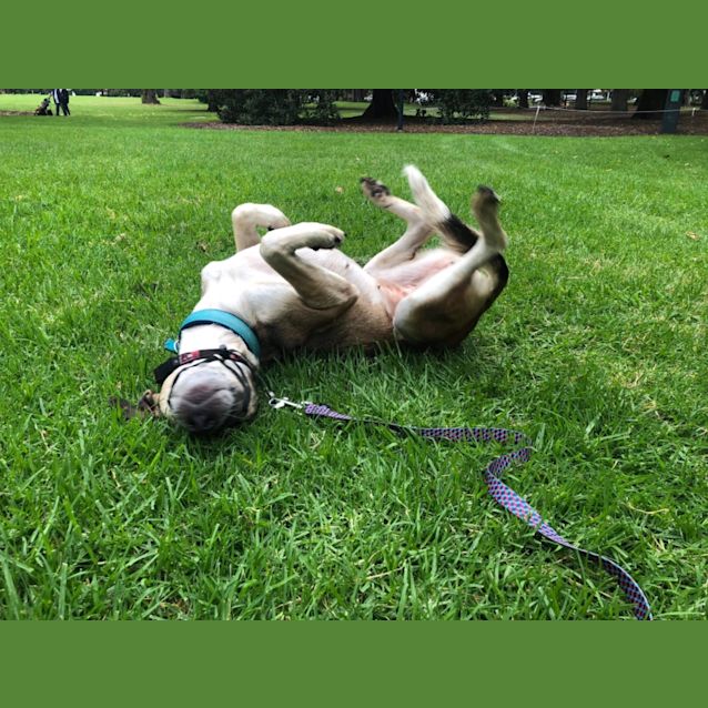 Photo of Stella
