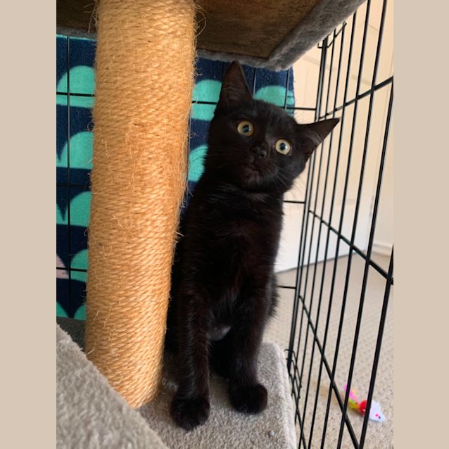 Photo of Bella
