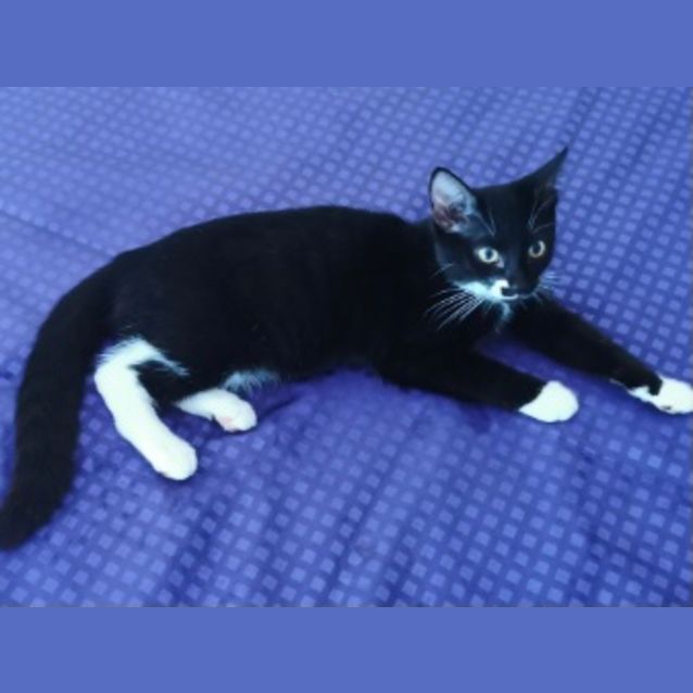 Photo of 🐾🐈‍⬛ Tuxe 🐈‍⬛🐾