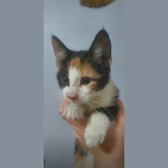 Photo of Bunni 