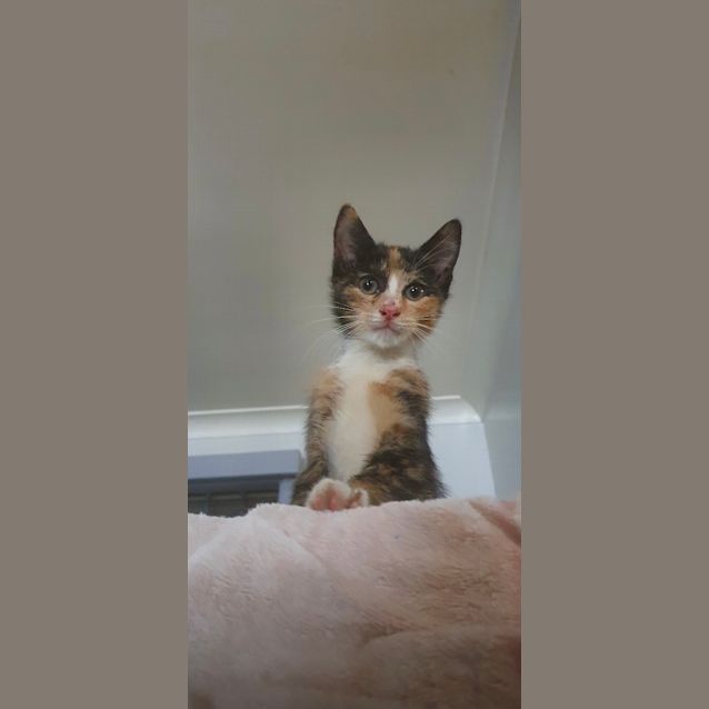 Photo of Sooki 