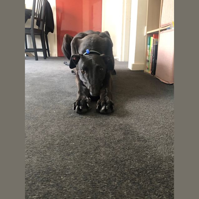 Photo of Lefty