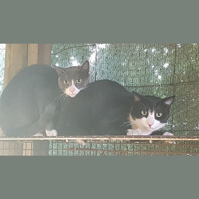 Photo of Andy & Dandy   Ballarat/Colac