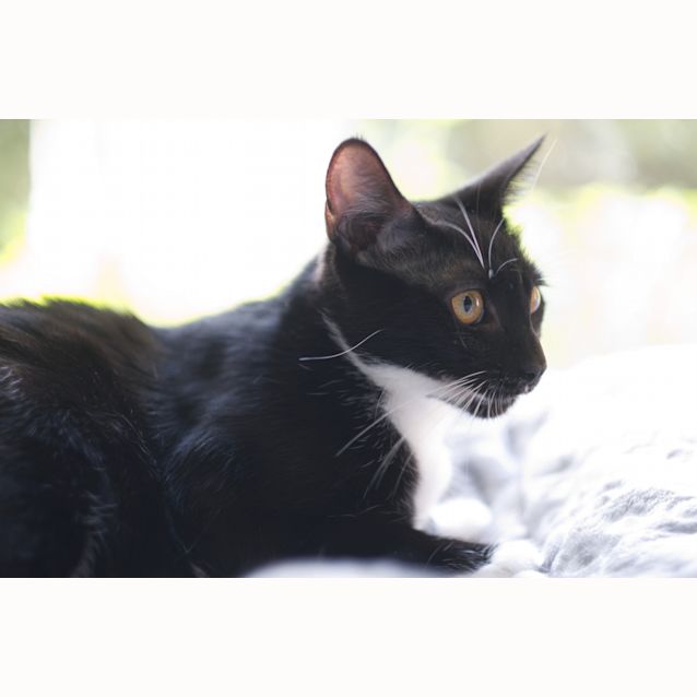Photo of Nitro